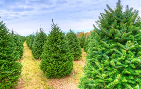 15 Bay Area Christmas tree farms to check out in 2023